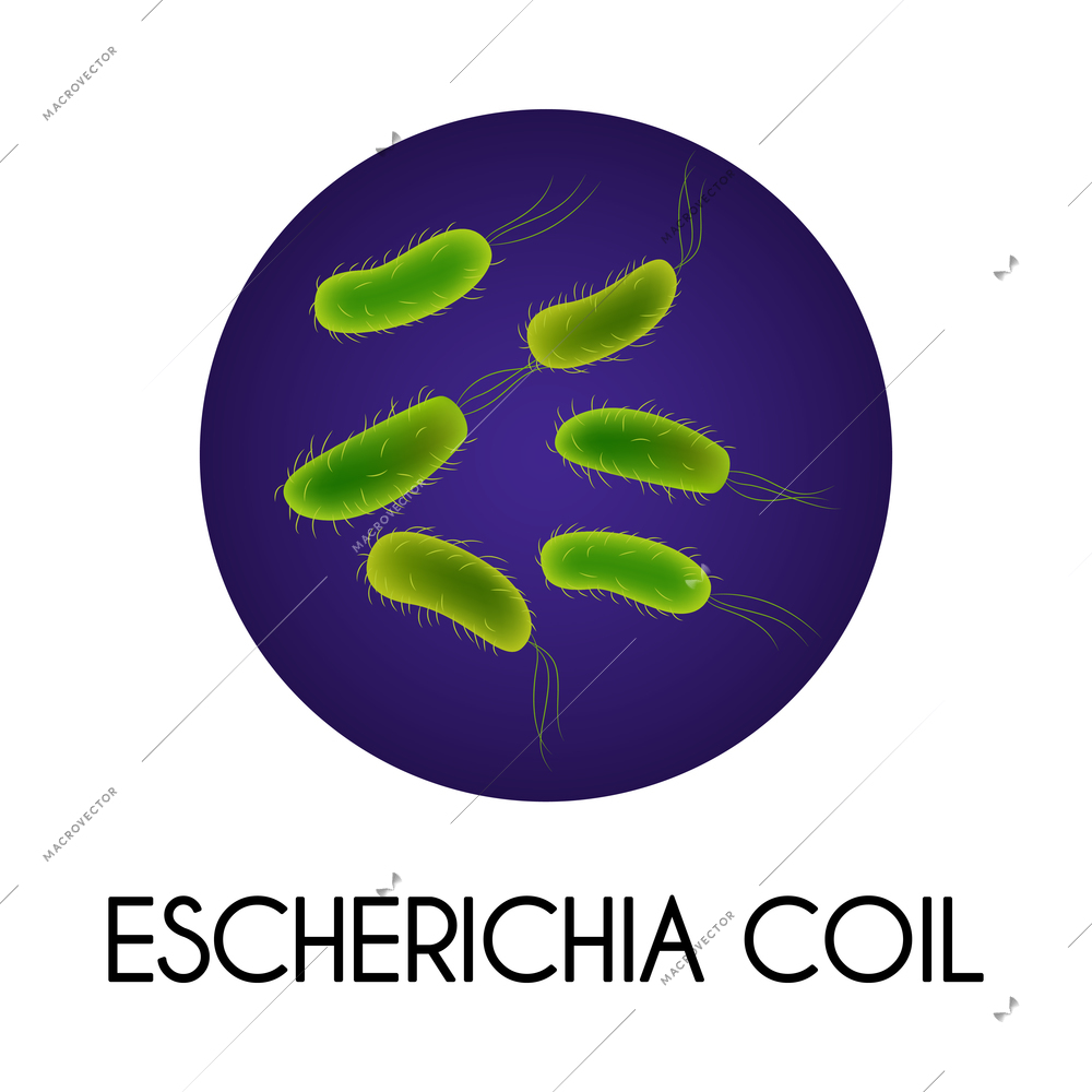 Realistic human internal organs intestinal microflora bacteria with escherichia coil image vector illustration