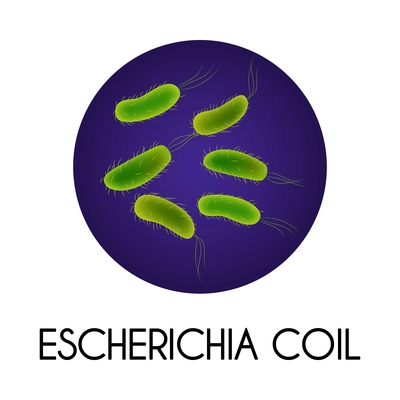 Realistic human internal organs intestinal microflora bacteria with escherichia coil image vector illustration