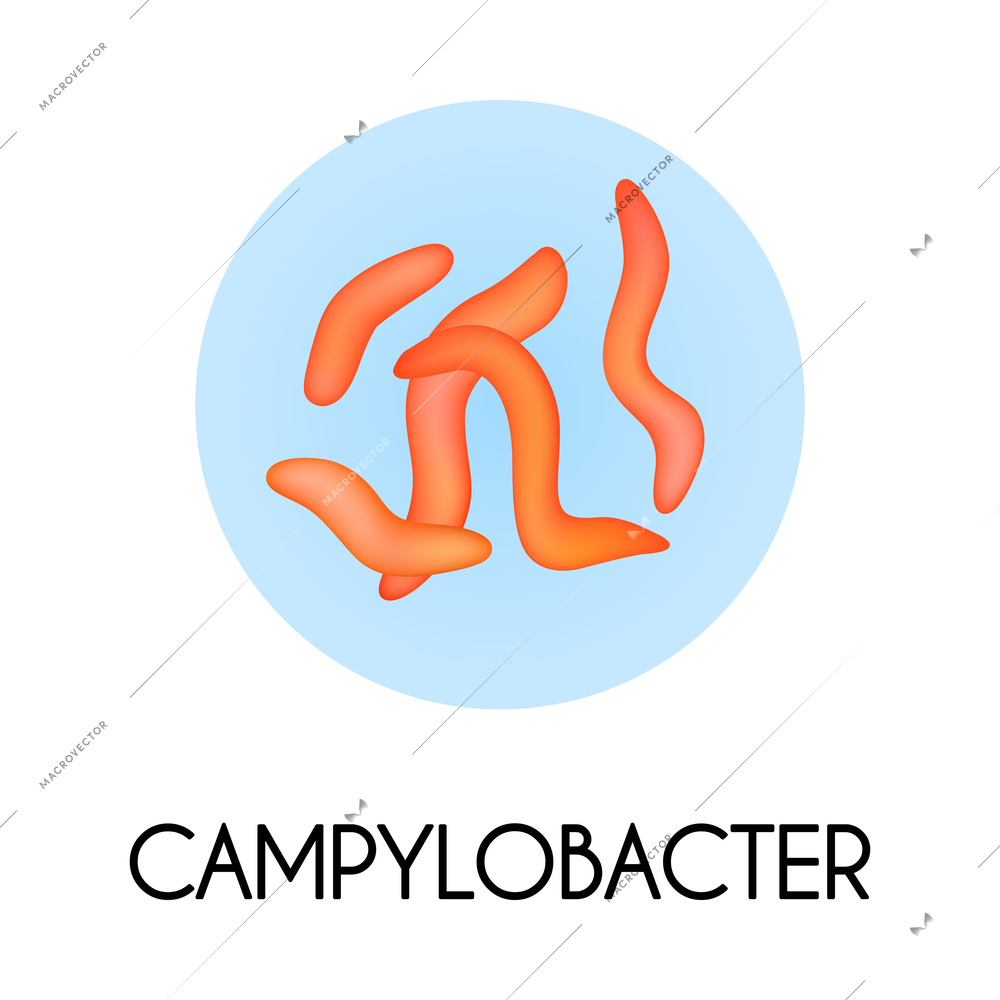 Realistic human internal organs intestinal microflora bacteria with campylobaster image vector illustration