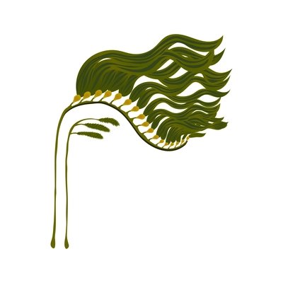 Brown edible seaweed with macrocystis kelp on white background flat vector illustration