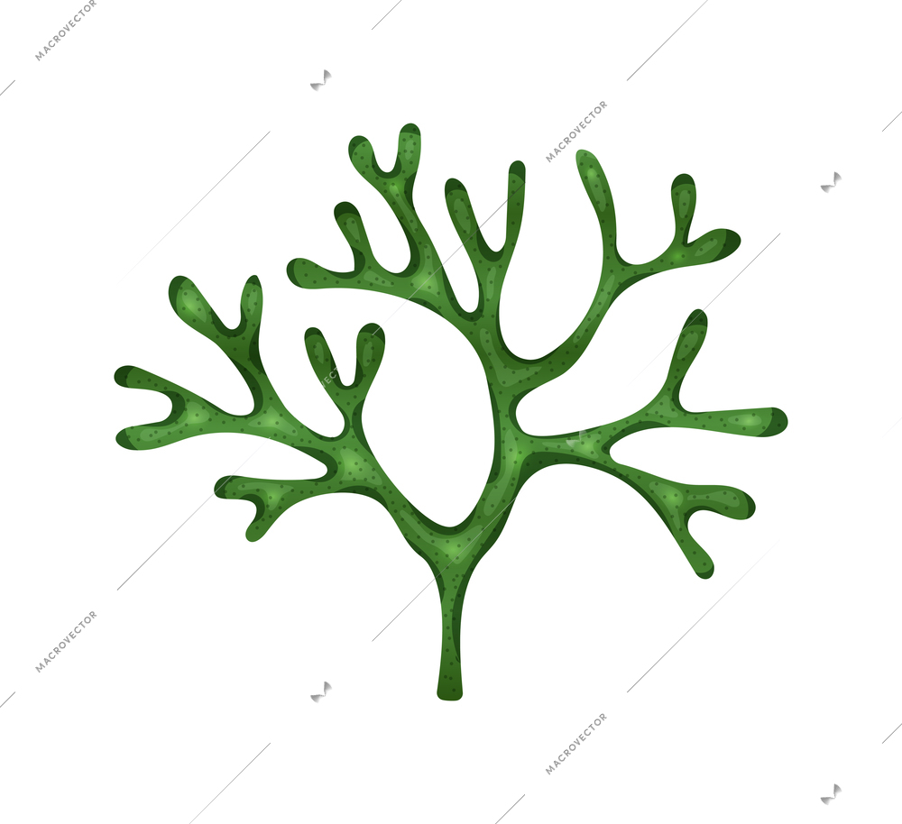 Flat codium green seaweed on white background vector illustration