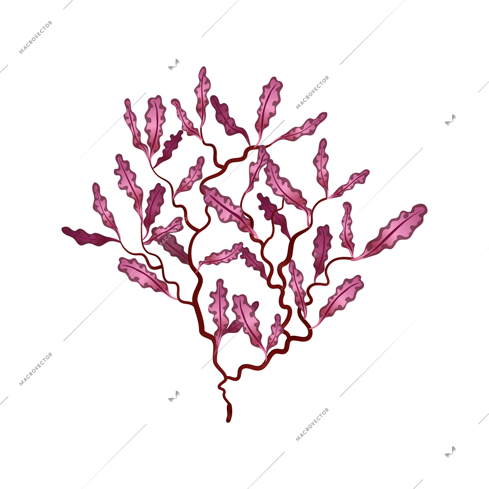 Flat red phyllophora seaweed on white background vector illustration