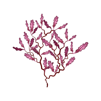 Flat red phyllophora seaweed on white background vector illustration