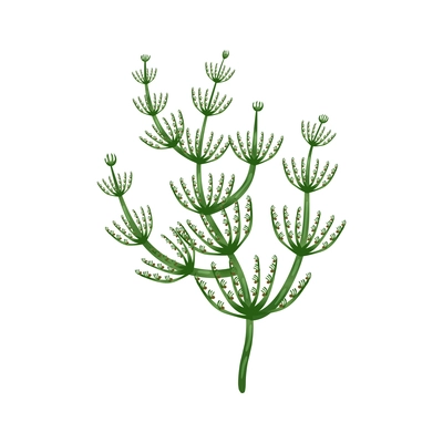 Nitella green seaweed on white background flat vector illustration
