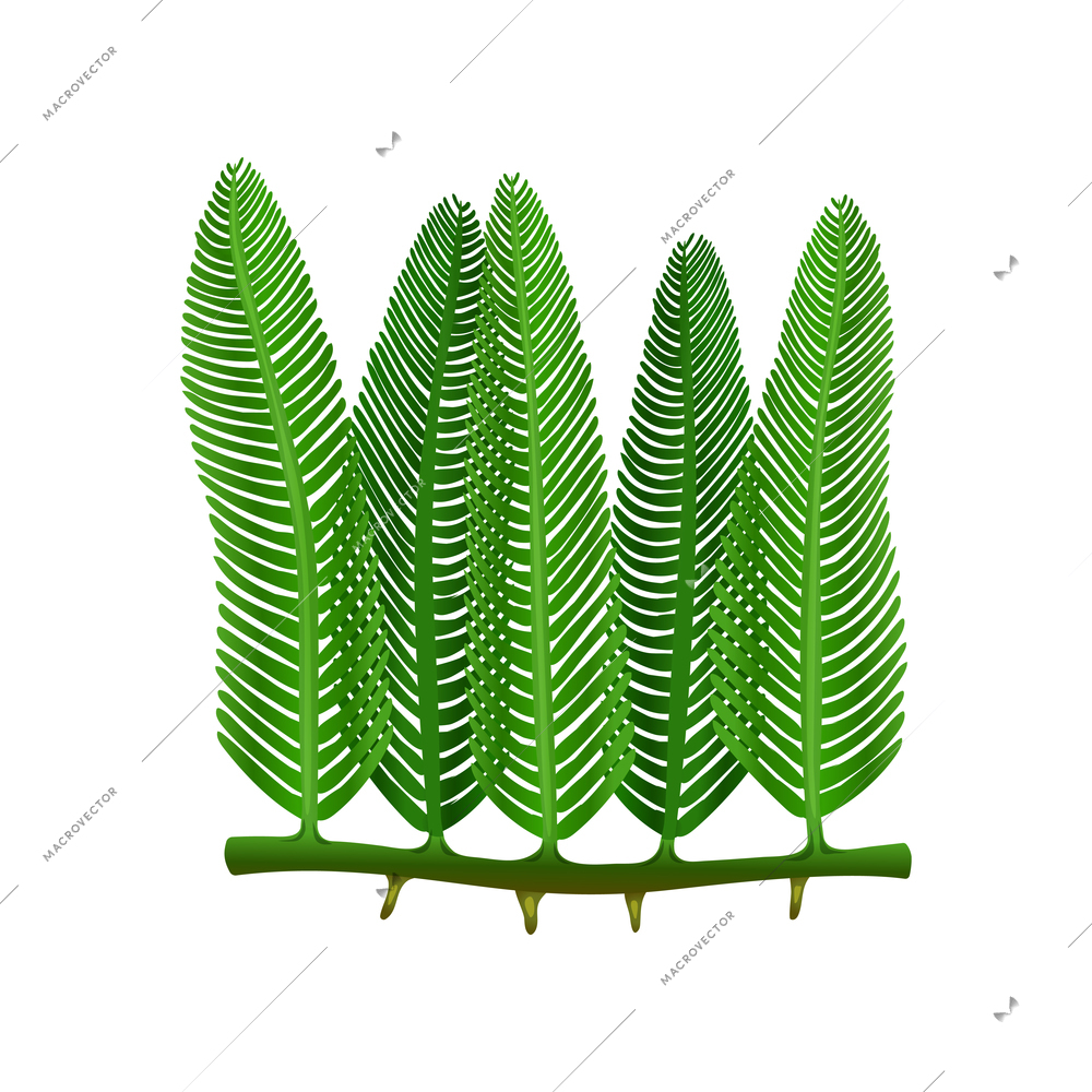 Caulerpa green seaweed leaves on white background flat vector illustration