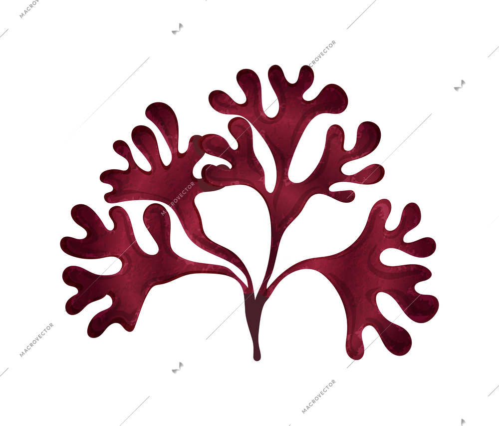 Rhodymenia seaweed in flat style on white background vector illustration