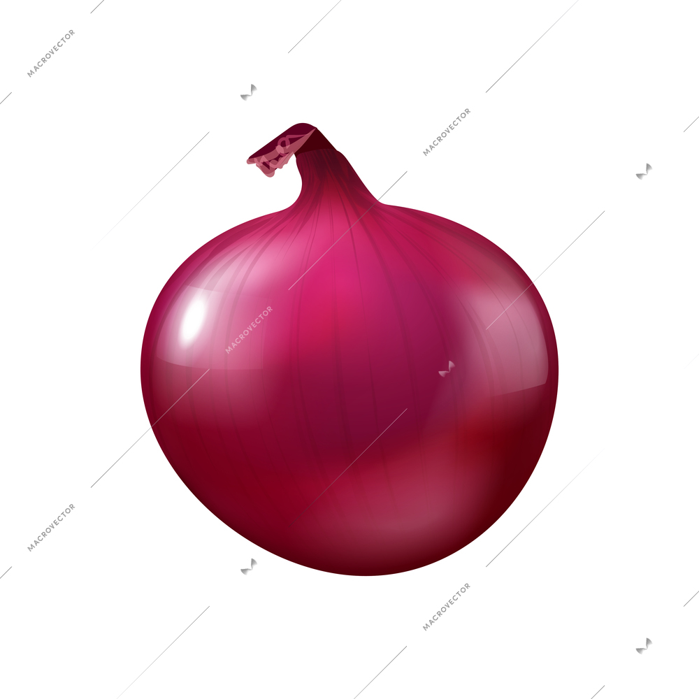 Realistic unpeeled red onion bulb on blank background vector illustration