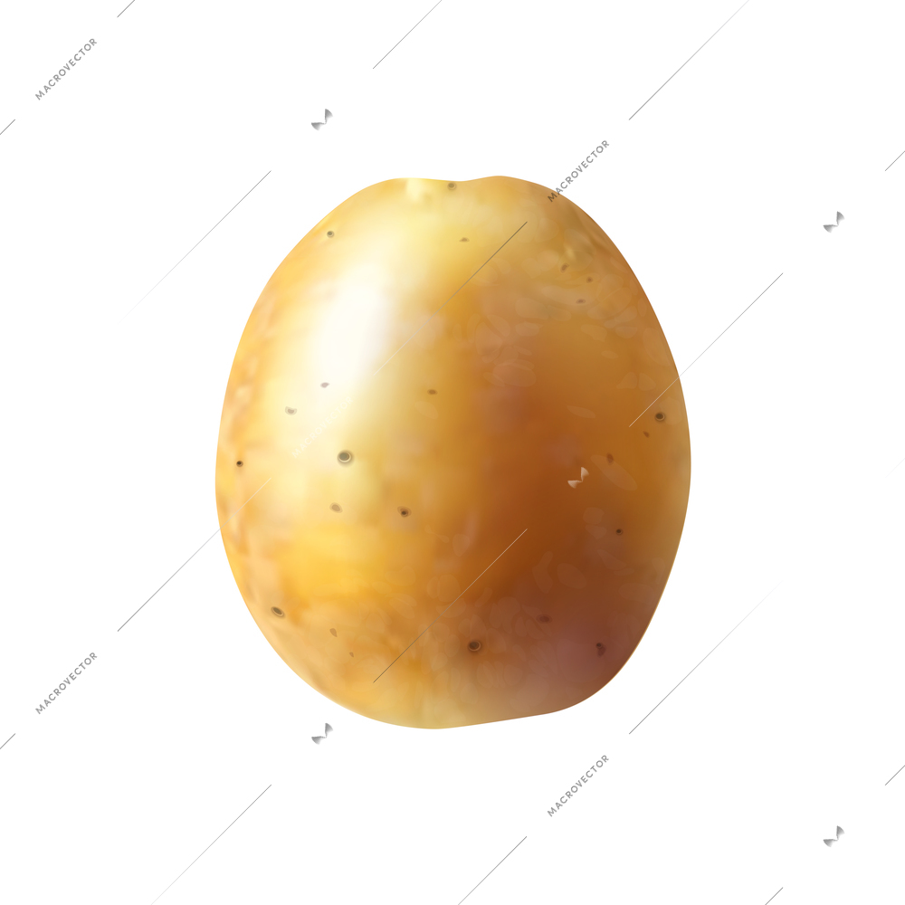 Realistic unpeeled potato on white background vector illustration