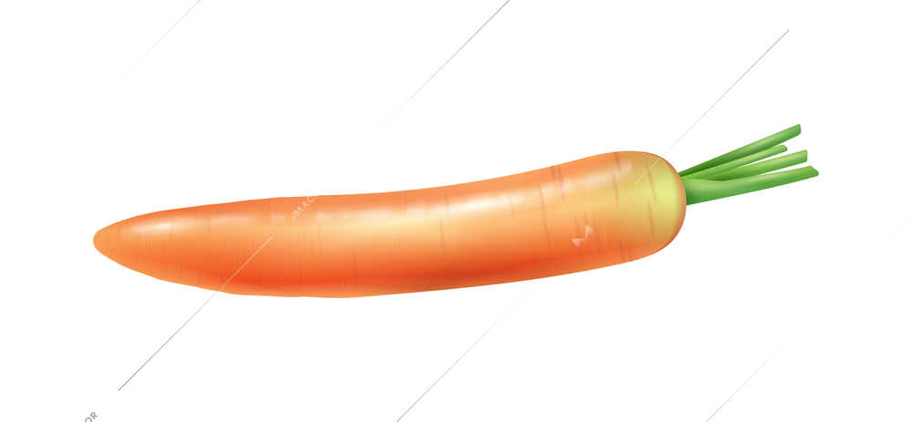 Realistic fresh carrot on white background vector illustration