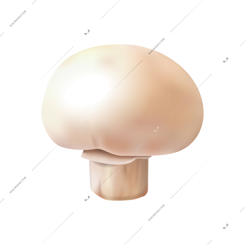 Realistic raw champignon button mushroom on blank background vector illustration