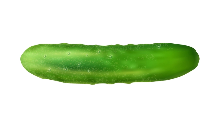 Realistic whole fresh cucumber on white background vector illustration