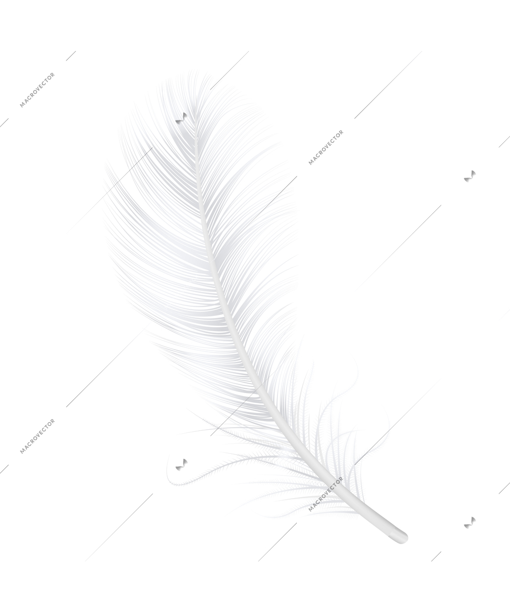 Fluffly white swan or goose feather on blank background vector illustration