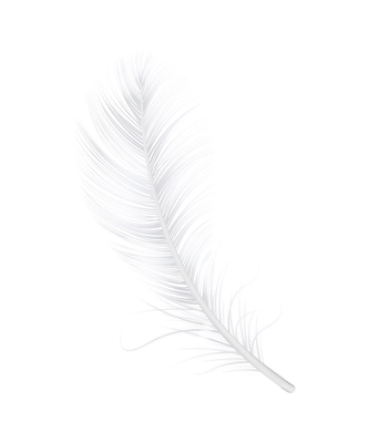 Fluffly white swan or goose feather on blank background vector illustration