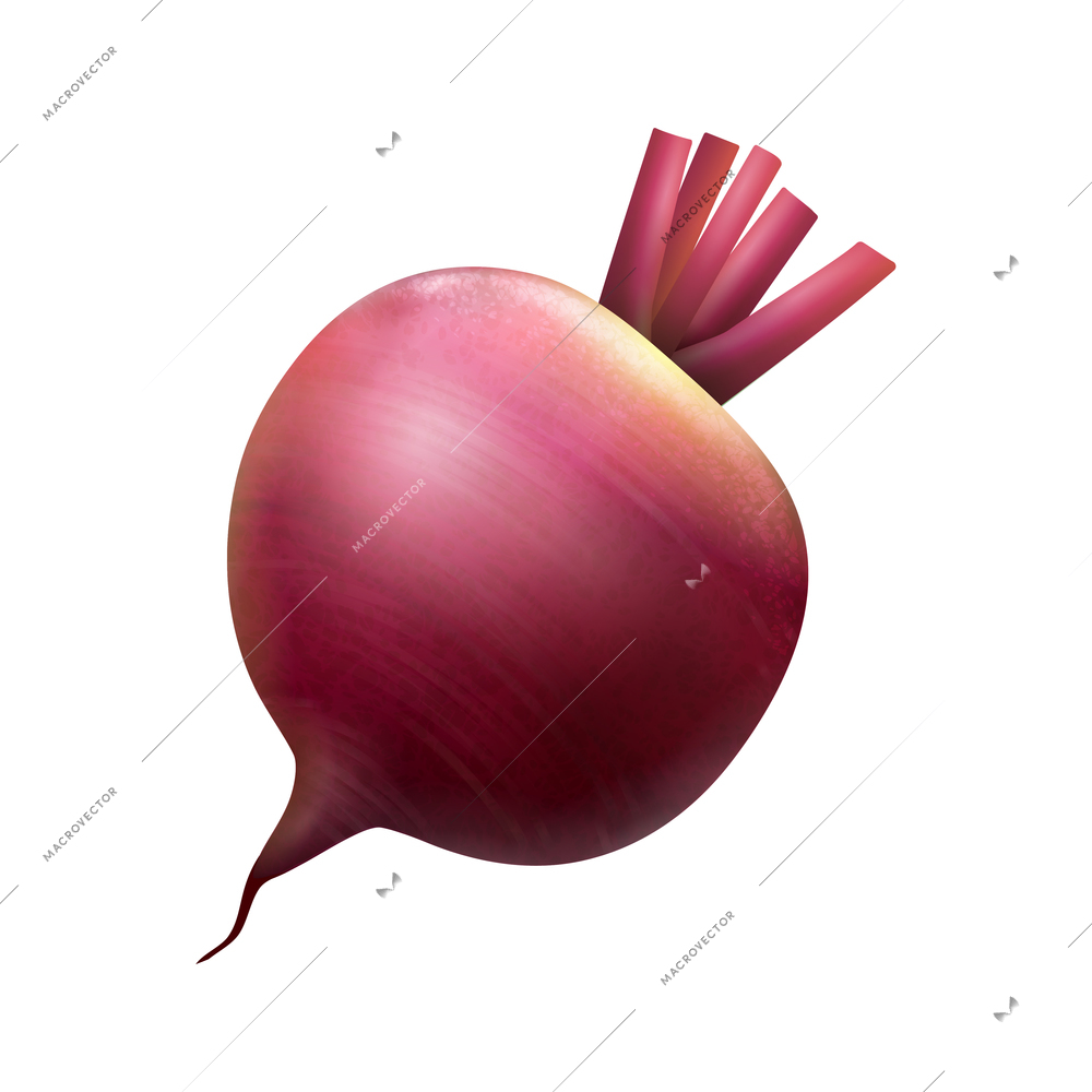 Whole fresh beet on white background realistic vector illustration