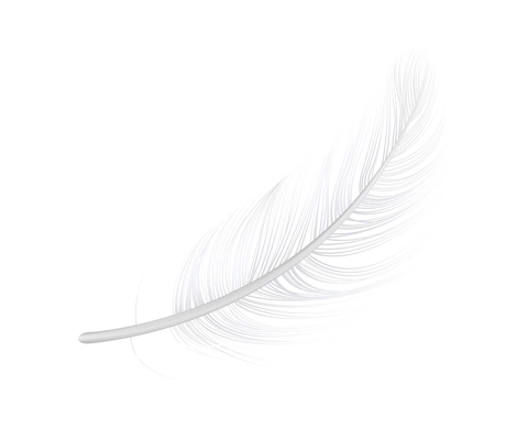 Realistic fluffly white bird feather vector illustration