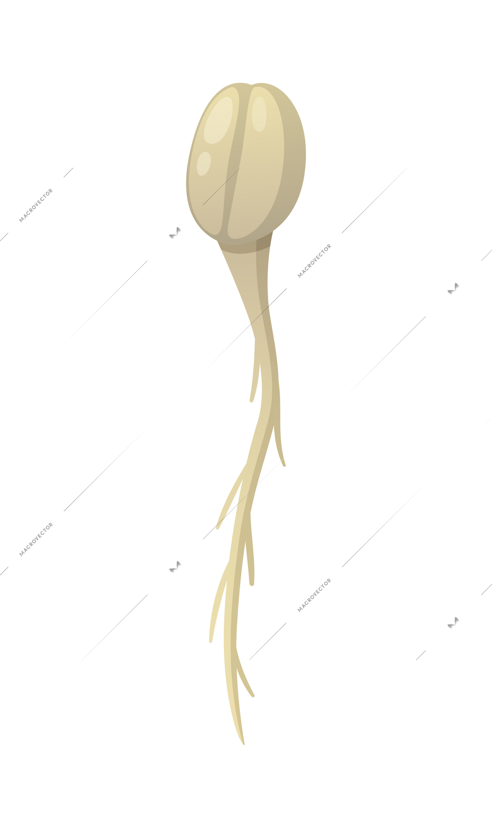 Cartoon sprouting coffee bean on white background vector illustration