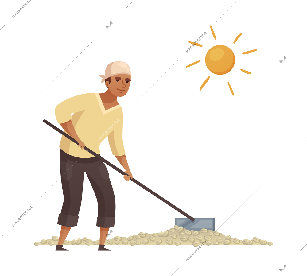 Cartoon male worker drying coffee beans outdoors vector illustration