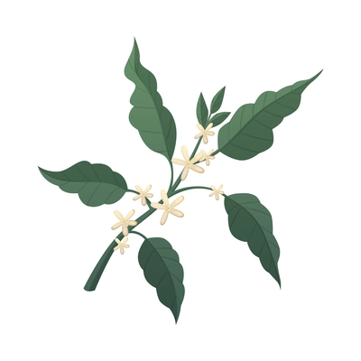 Green branch with white coffee flowers cartoon vector illustration