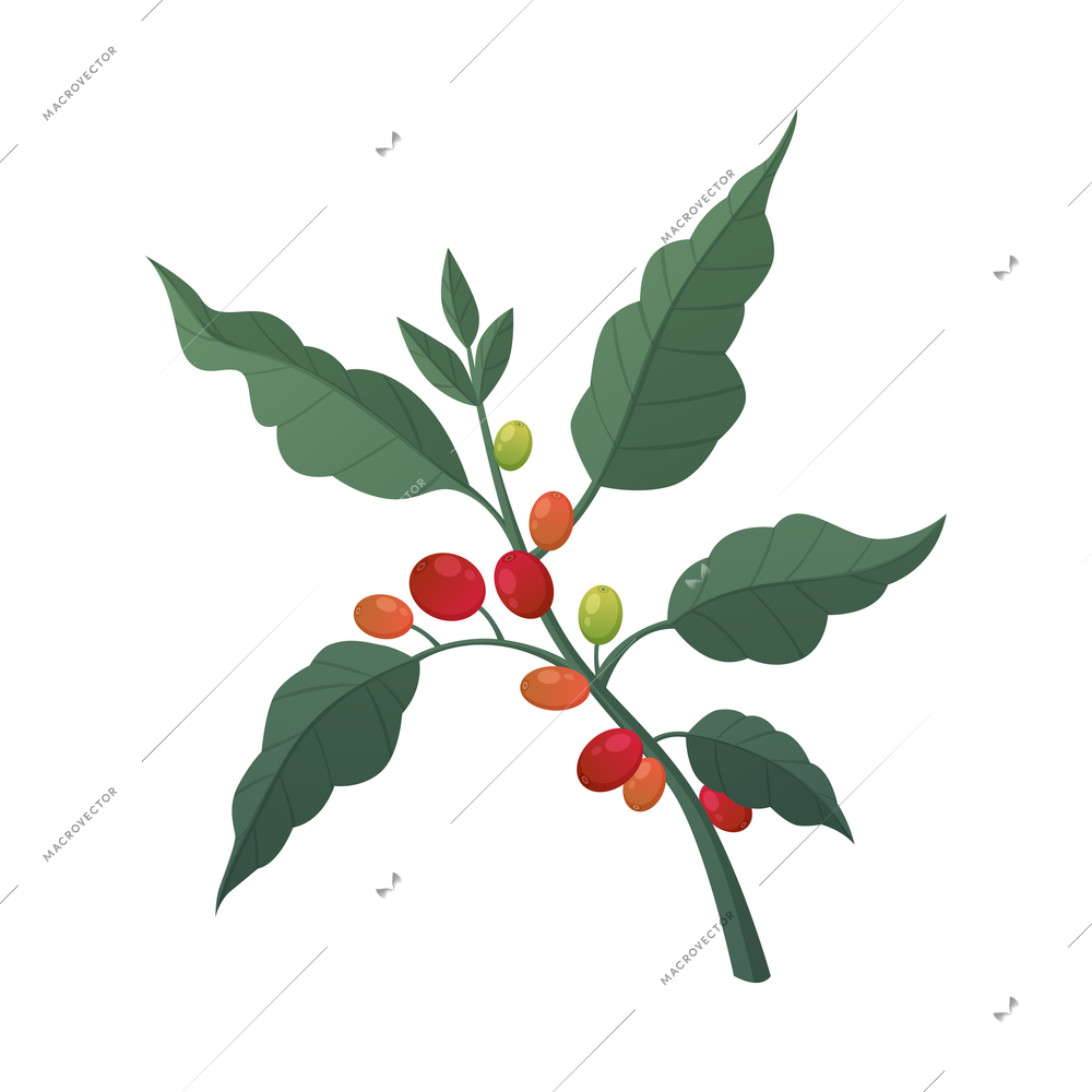 Cartoon branch with fresh coffee berries and green leaves vector illustration