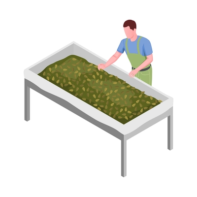 Tea industry production isometric icon with withering of leaves 3d vector illustration