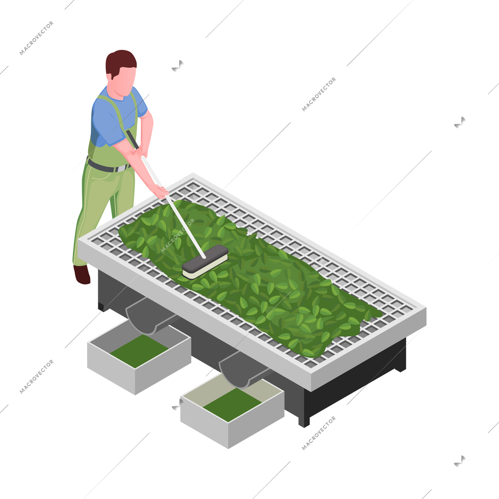 Tea production icon with farmer grading leaves 3d isometric vector illustration