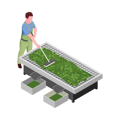 Tea production icon with farmer grading leaves 3d isometric vector illustration