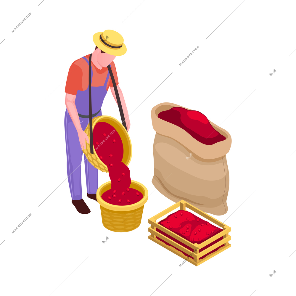 Coffee harvesting isometric icon with farmer and containers with ripe berries vector illustration