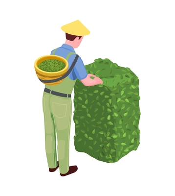 Back view of male picker plucking tea leaves with basket isometric icon vector illustration