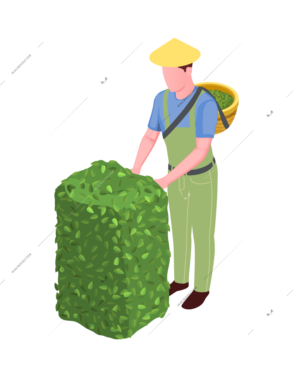 Farmer plucking tea leaves harvesting isometric icon 3d vector illustration