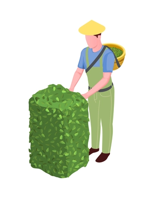 Farmer plucking tea leaves harvesting isometric icon 3d vector illustration