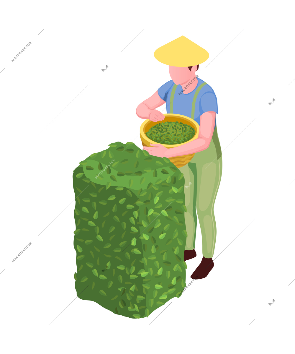 Picker with basket plucking tea leaves isometric icon 3d vector illustration