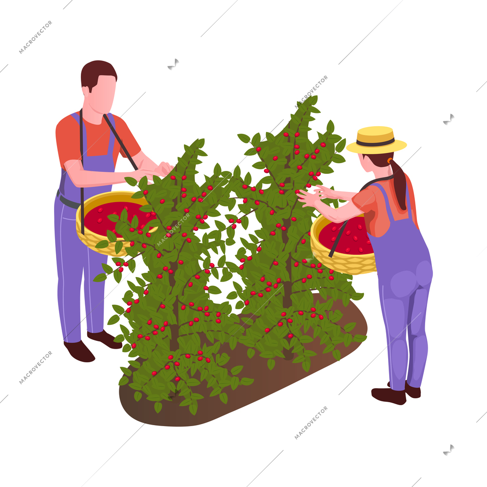Two farmers with baskets harvesting coffee beans isometric icon 3d vector illustration