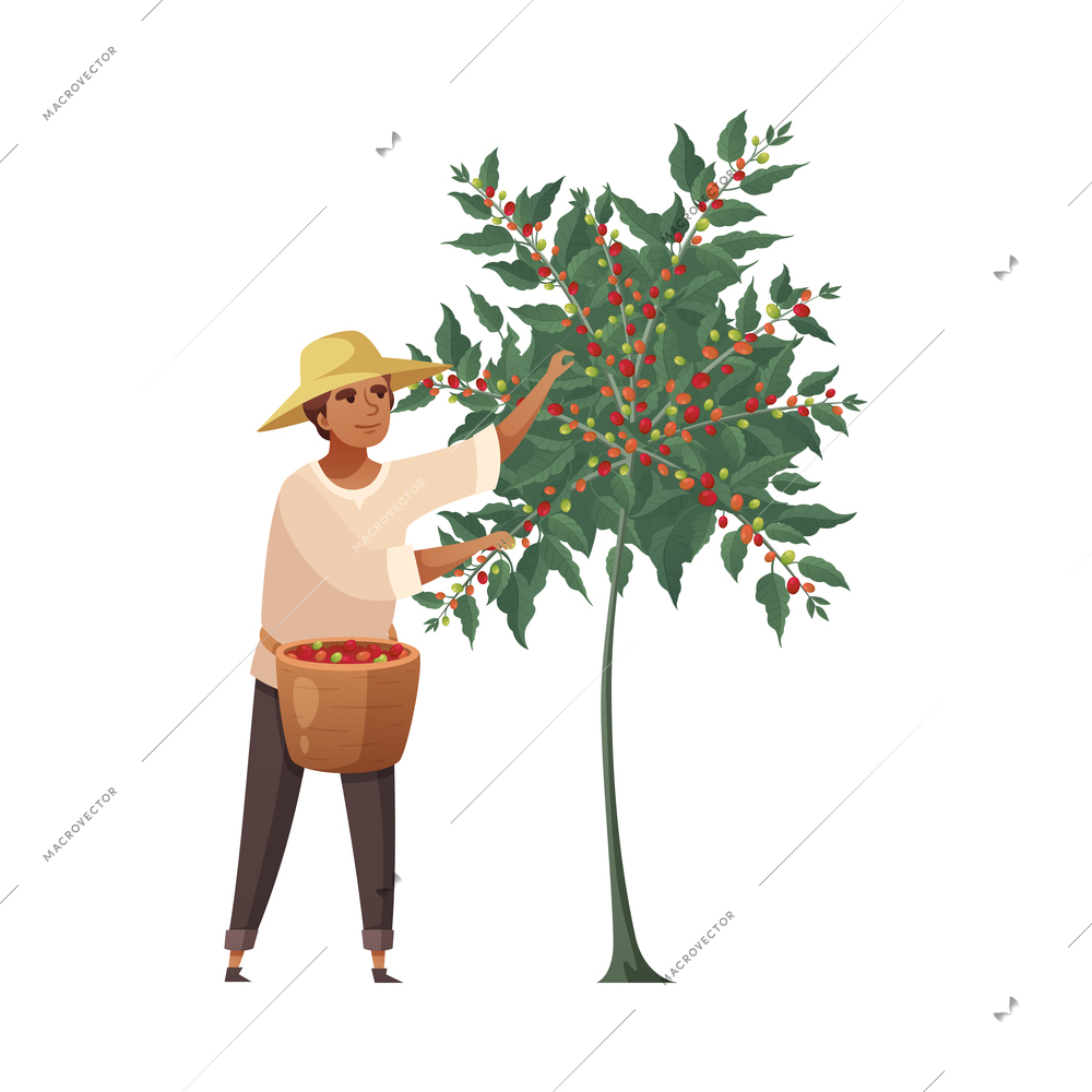 Cartoon male farmer with basket harvesting coffee berries vector illustration