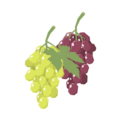 Two isometric bunches of white and red grapes with leaves 3d vector illustration