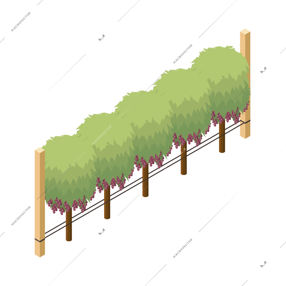 Wine production isometric icon with green vineyard trees with ripe grapes 3d vector illustration