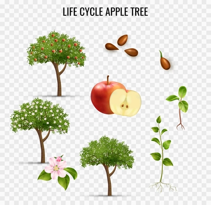 Apple tree life cycle transparent set realistic vector illustration