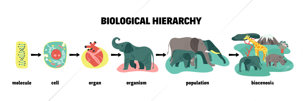 Biological hierarchy infographics with scheme and icons from dna molecule to animal biocenosis with text captions vector illustration