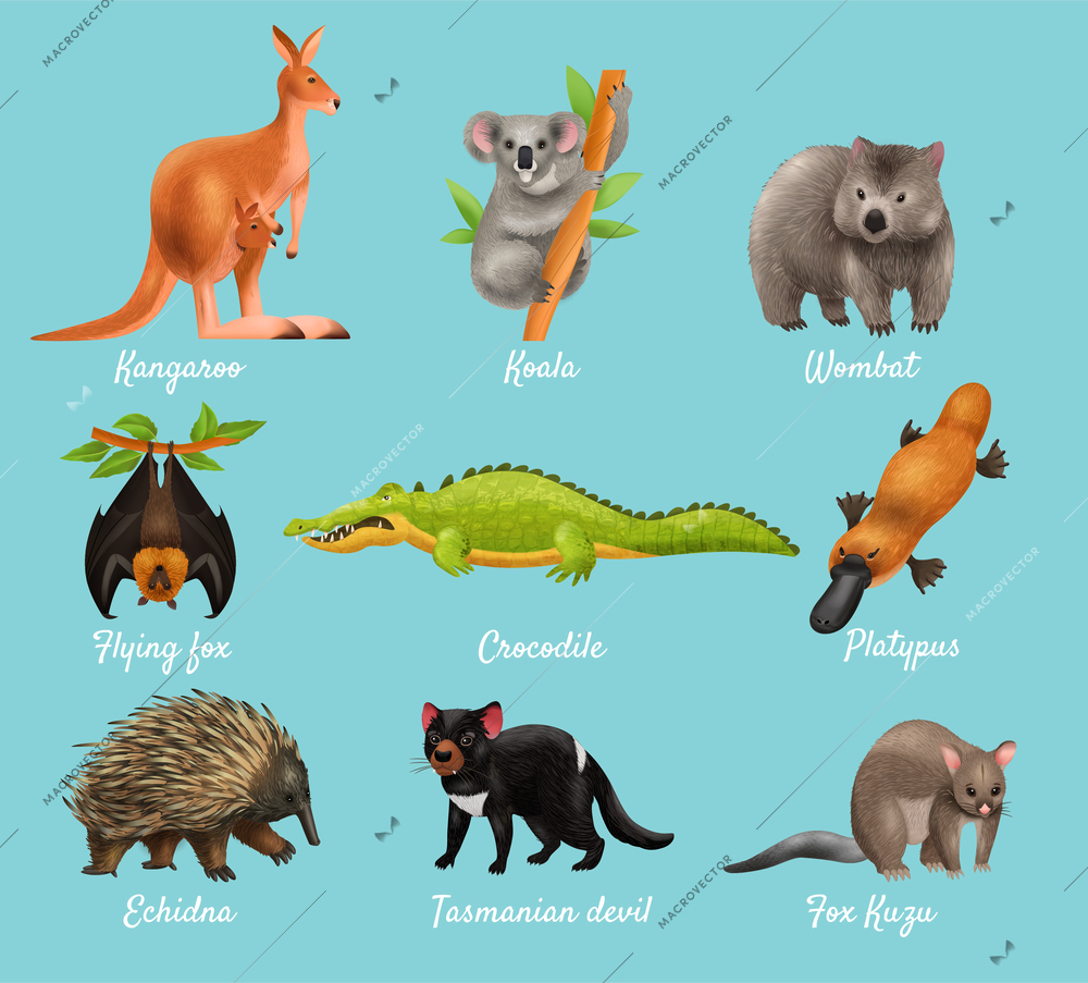 Australian animals design concept with kangaroo koala wombat flying fox crocodile platypus echidna tasmanian devil fox kuzu descriptions