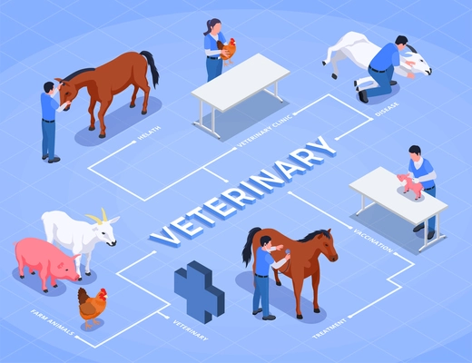 Farm animals veterinary isometric flowchart with health veterinary clinic disease farm animals and vaccination descriptions vector illustration