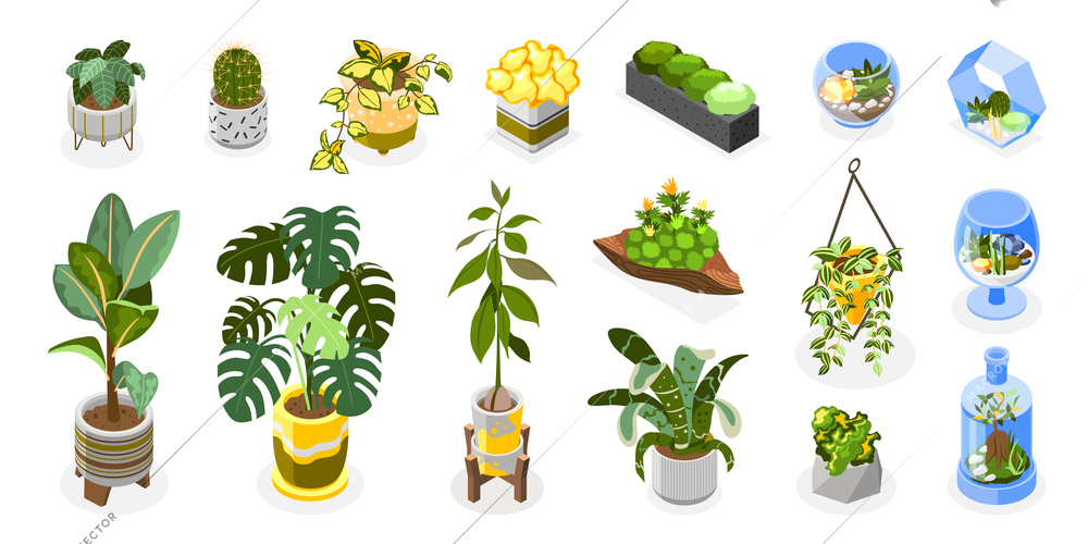 Plants icons set with succulents and plants in glass isometric isolated vector illustration