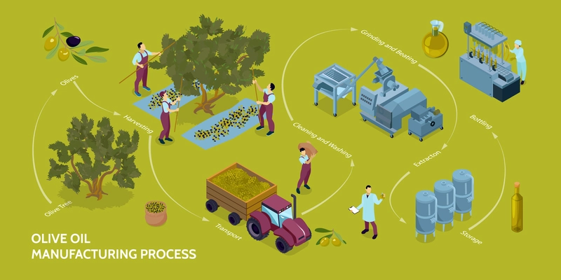 Olive oil production infographics with manufacturing process from harvesting to bottling 3d isometric vector illustration