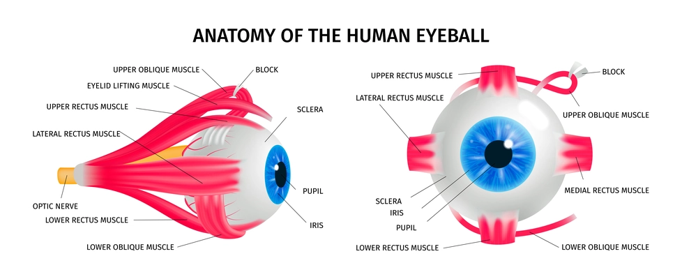 Human eye anatomy concept set with vision muscle symbols isometric isolated vector illustration