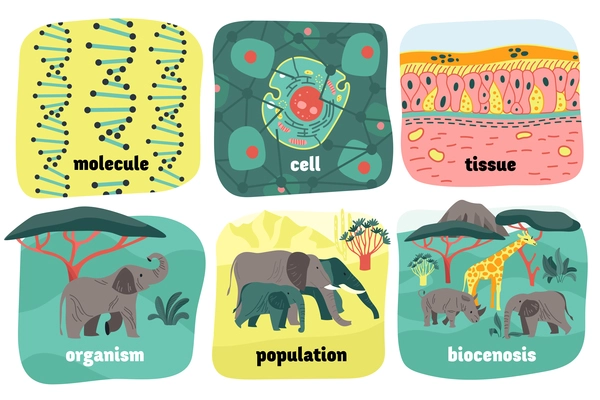 Biological hierarchy composition with views of molecule cell and tissue with elephants population and editable text vector illustration