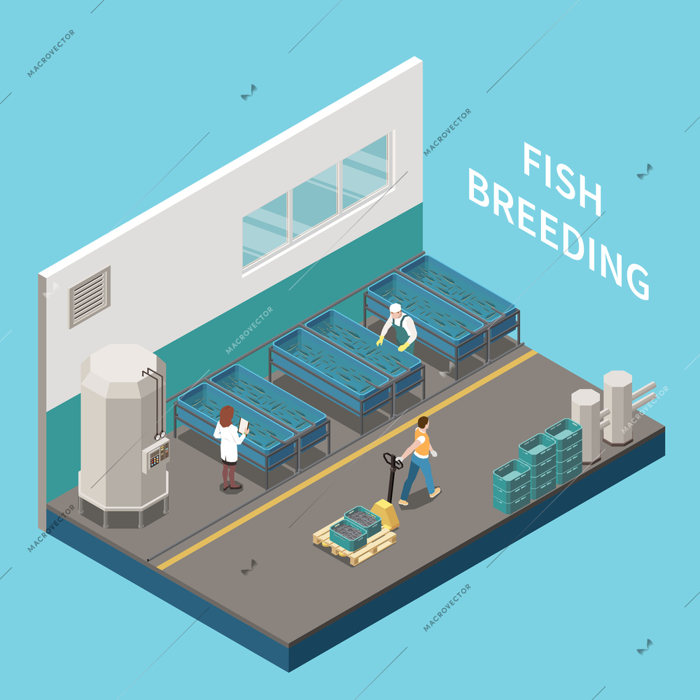 Industrial commercial seafood fish breeding aquaculture facility interior isometric view personnel checking fish breeding tanks vector illustration