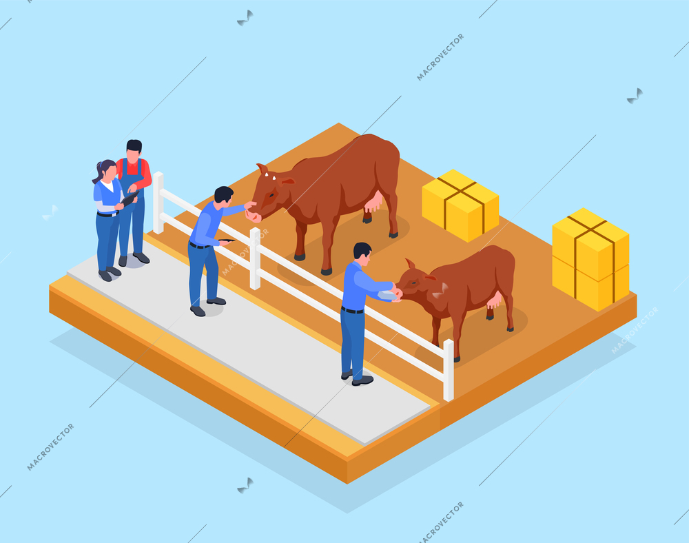 Farm animals veterinary isometric composition with four employees in barn caring for two cows vector illustration