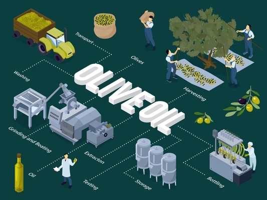 Production of olive oil isometric flowchart with harvesting transportation washing grinding storage bottling process 3d vector illustration