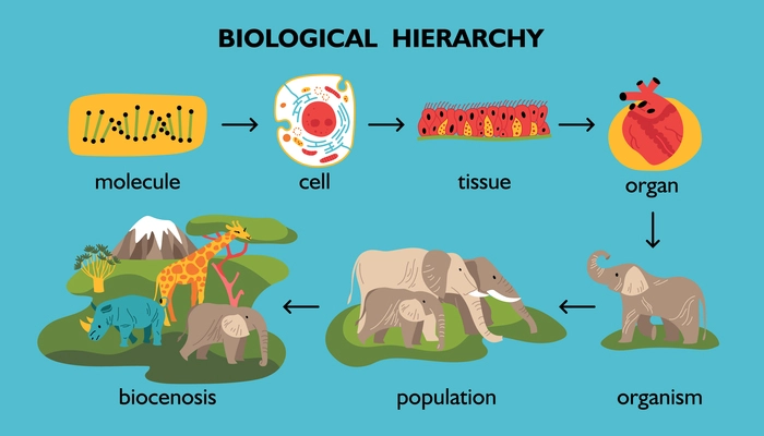 Biological hierarchy color set of isolated animals and plants images with arrows and editable text captions vector illustration