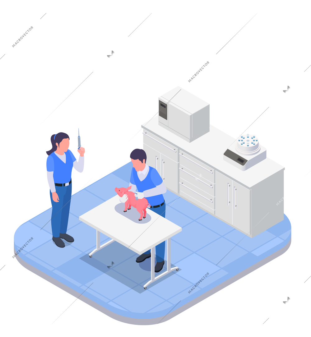 Farm animals veterinary isometric colored concept vaccination room with two doctors who give the shot to the pig vector illustration