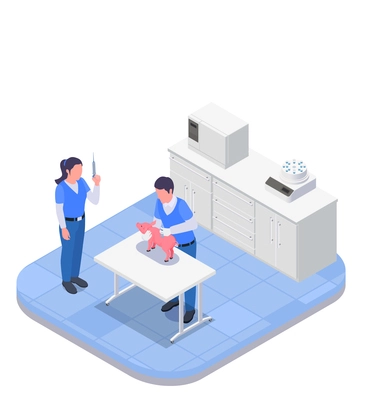 Farm animals veterinary isometric colored concept vaccination room with two doctors who give the shot to the pig vector illustration