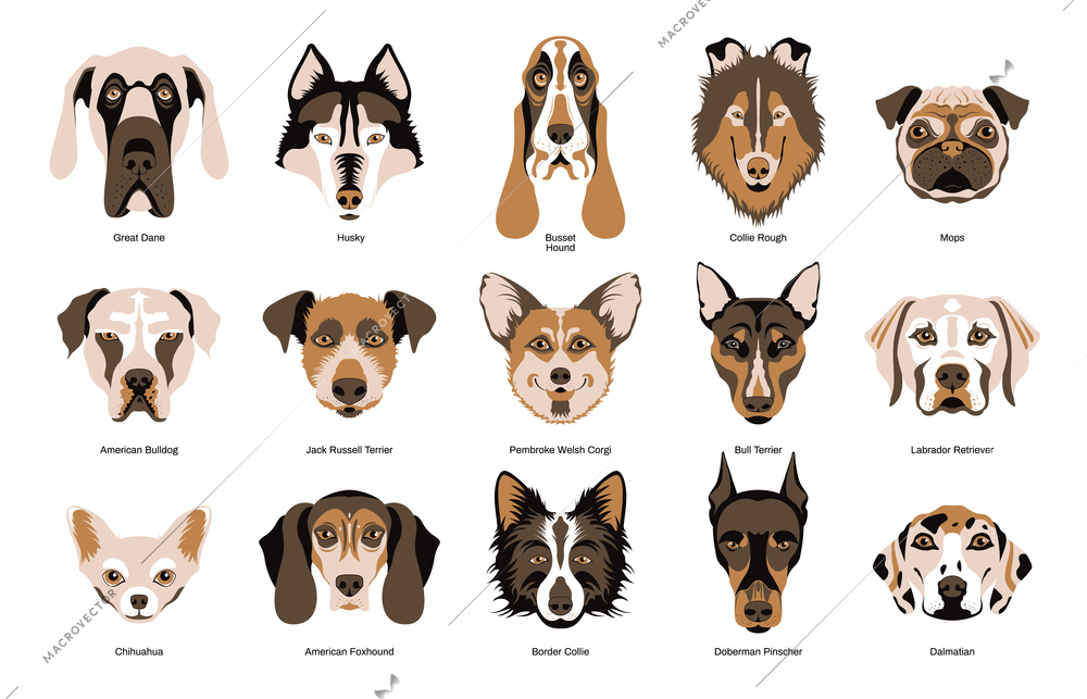 Cute purebred dogs faces of fifteen breeds flat set with chihuahua great dane terrier husky foxhound collie busset hound labrador dalmatian isolated vector illustration